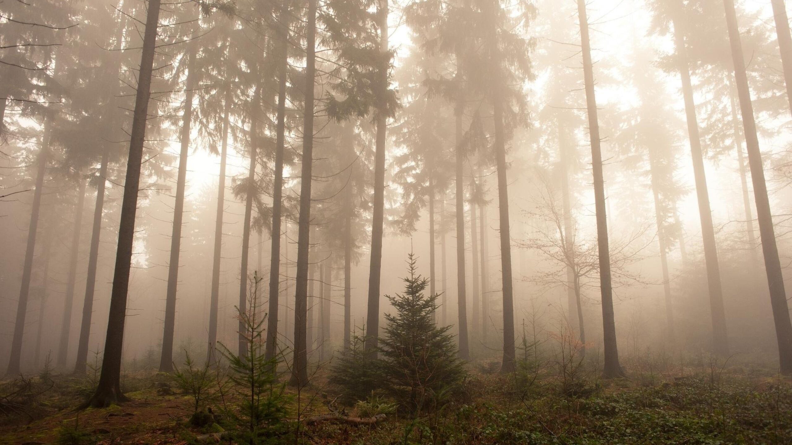 Foggy Forest Wallpapers HD