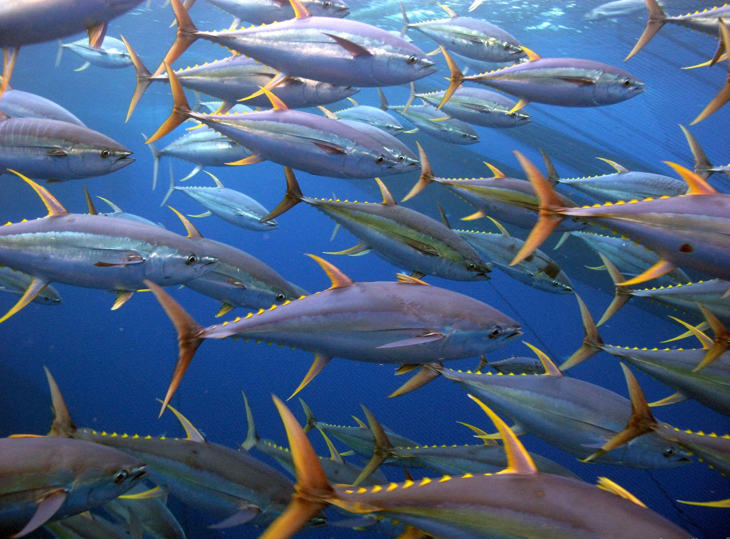 Tuna Fish Wallpapers