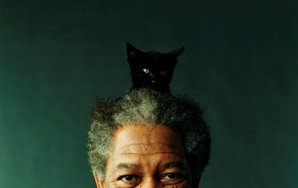 Morgan Freeman Cat Hat wallpapers