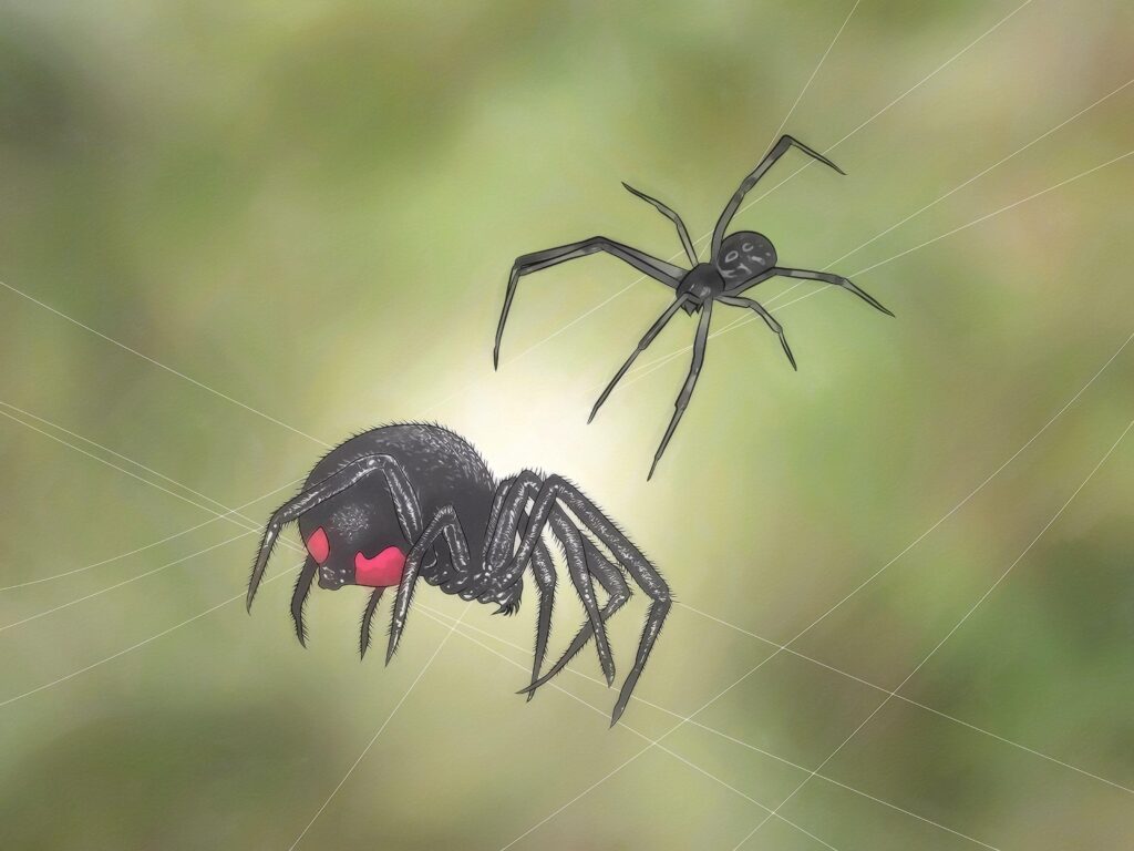 How to Identify and Treat Black Widow Spider Bites: 10 Steps