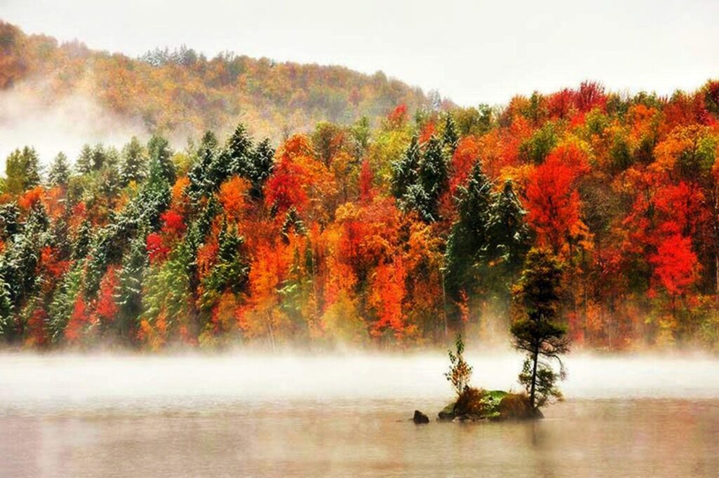 Forests Snow Fog Fall Vermont River Trees Storm Forest 2K Live
