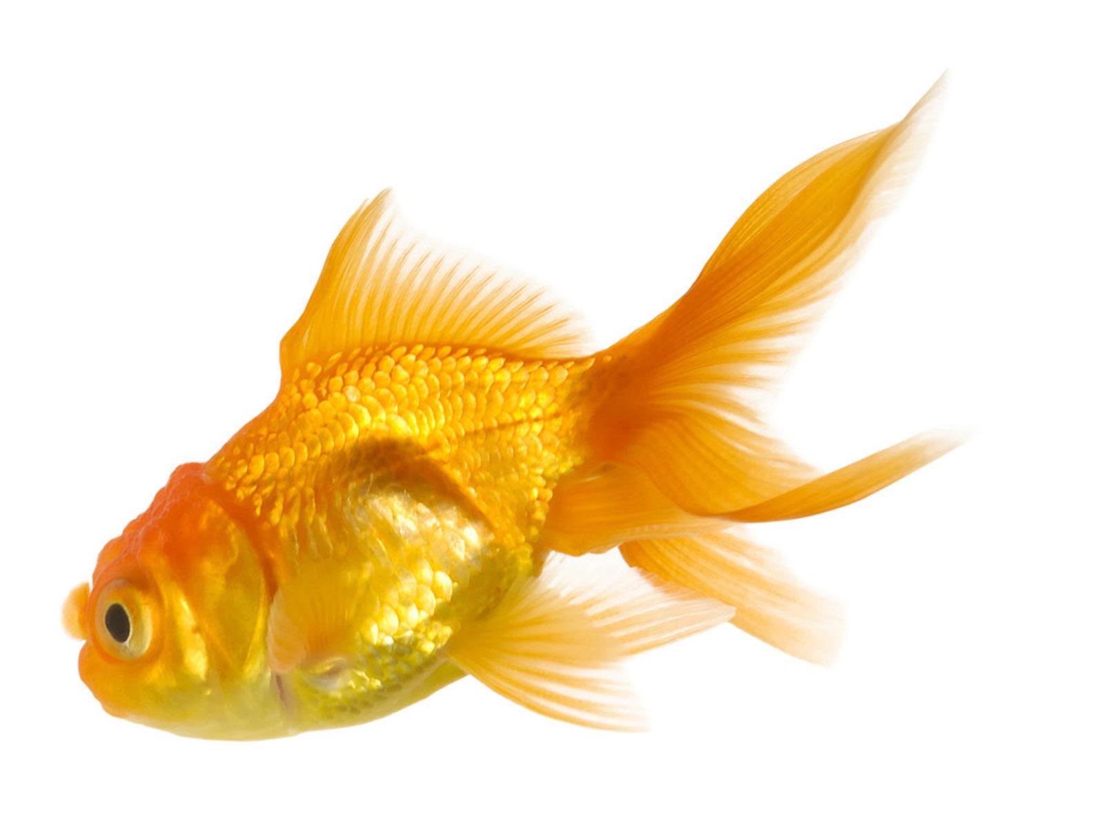 Gold fish wallpapers
