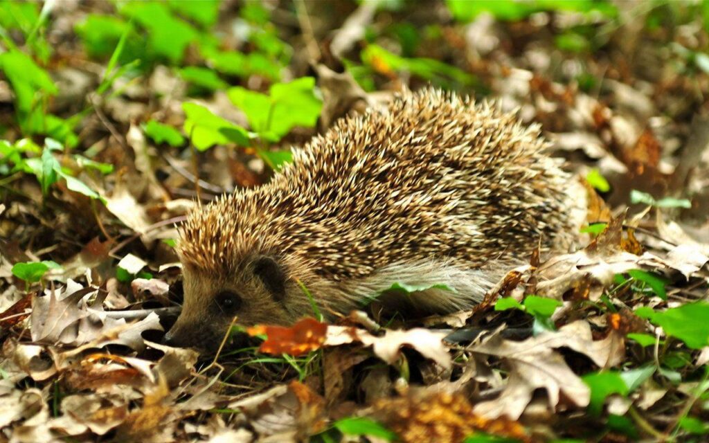 K Hedgehogs Wallpapers High Quality