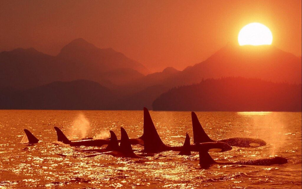 Killer Whales Wallpapers Wallpaper & Pictures