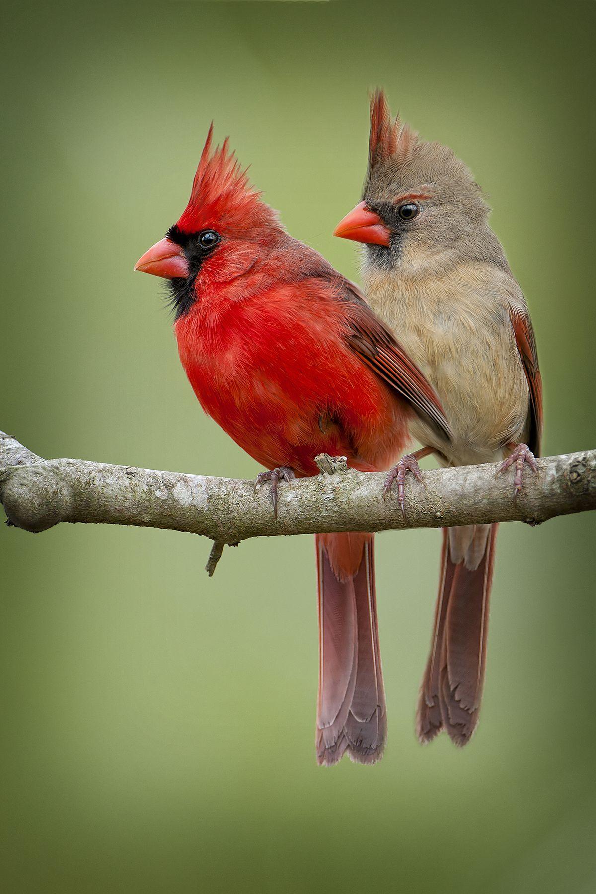 Female cardinals birds pictures