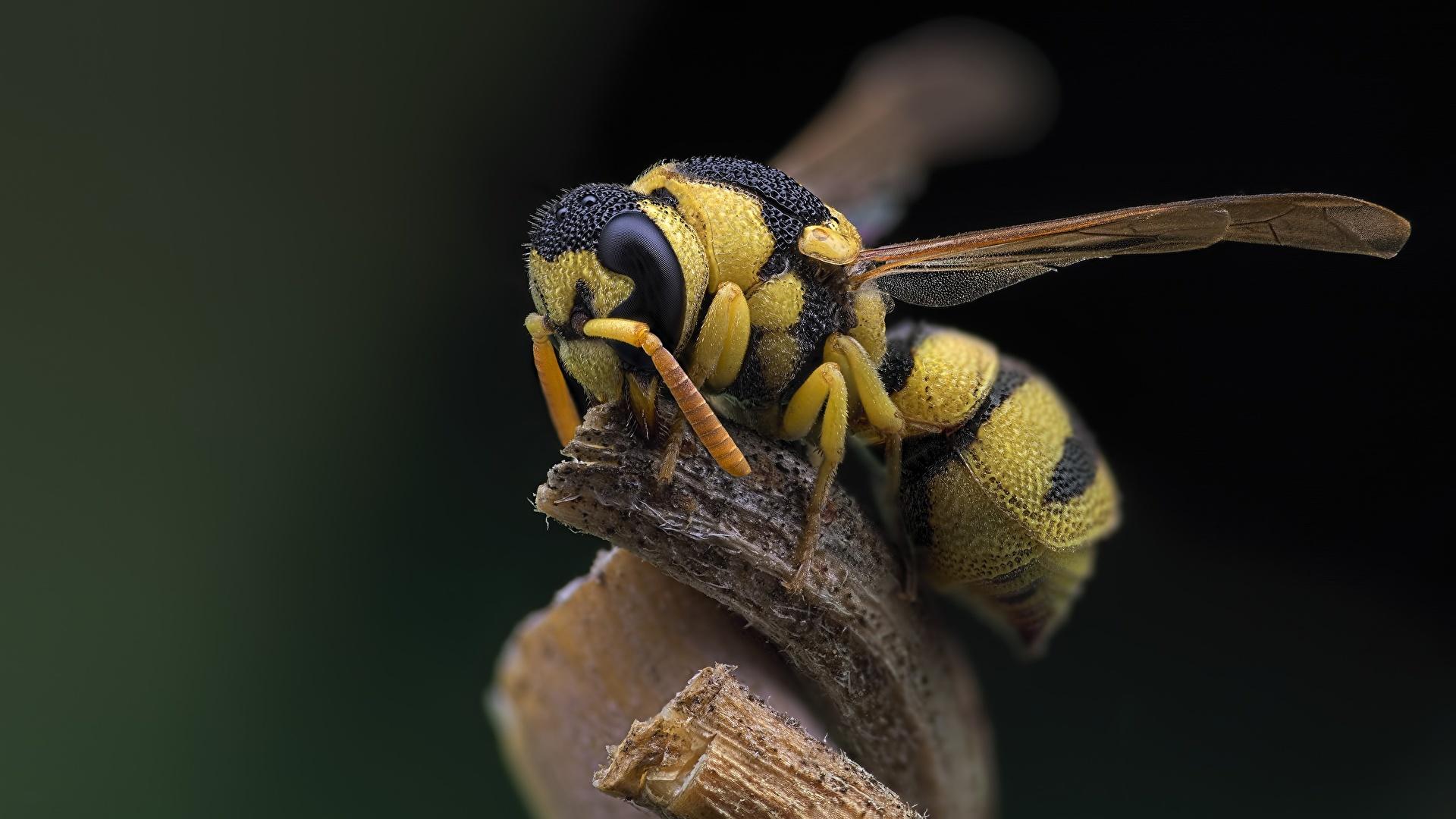 Picture animal Insects Wasp Closeup