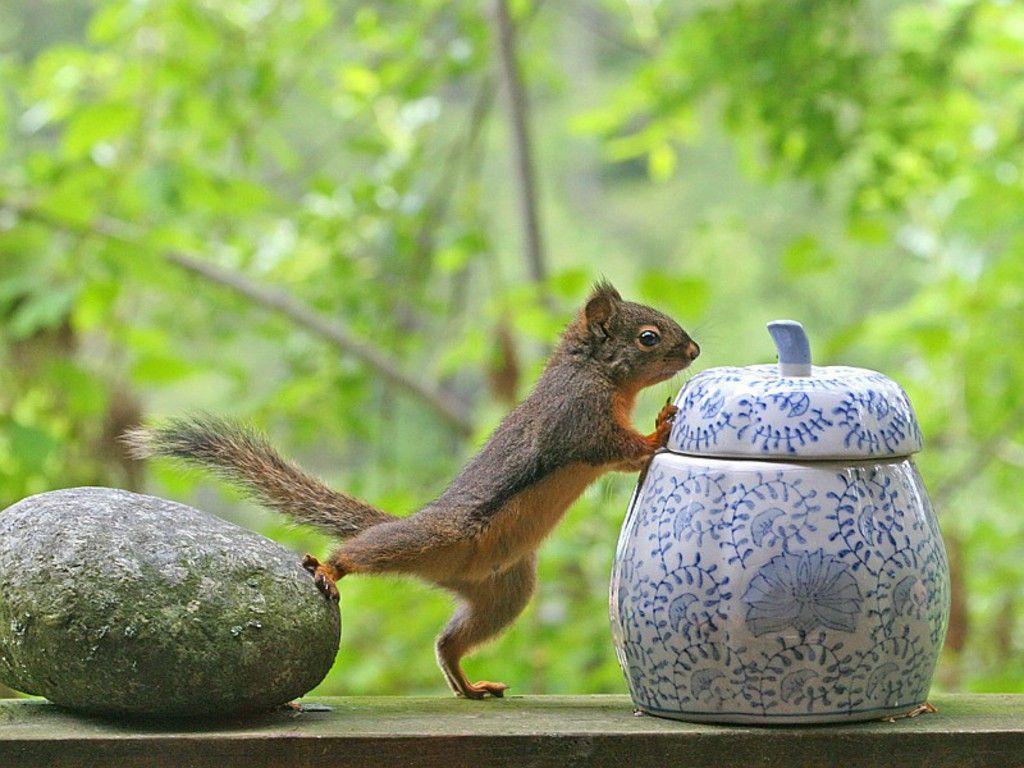 Smart squirrel wallpapers