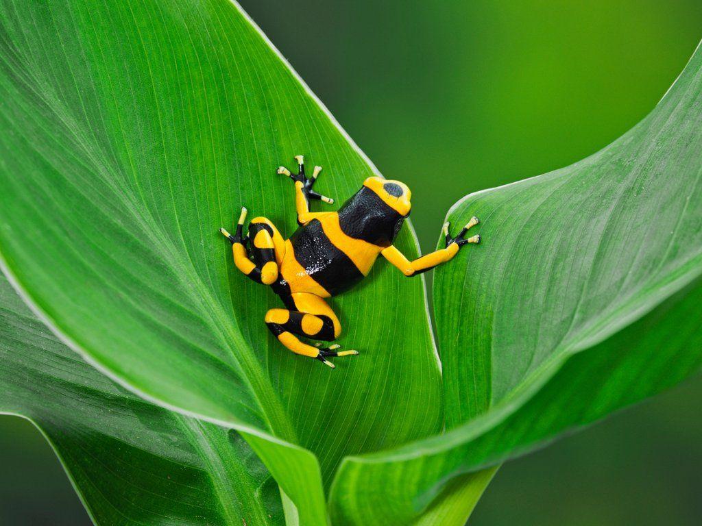 Bumblebee Poison Dart Frog, Guyana