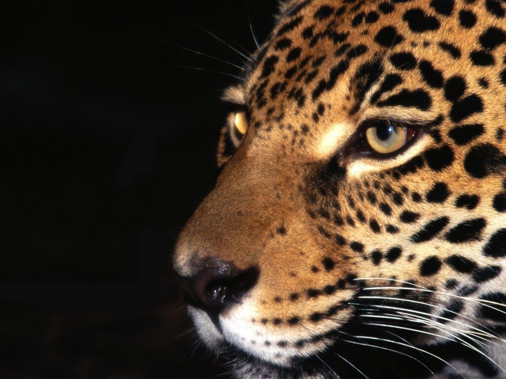 HD Jaguar Wallpapers
