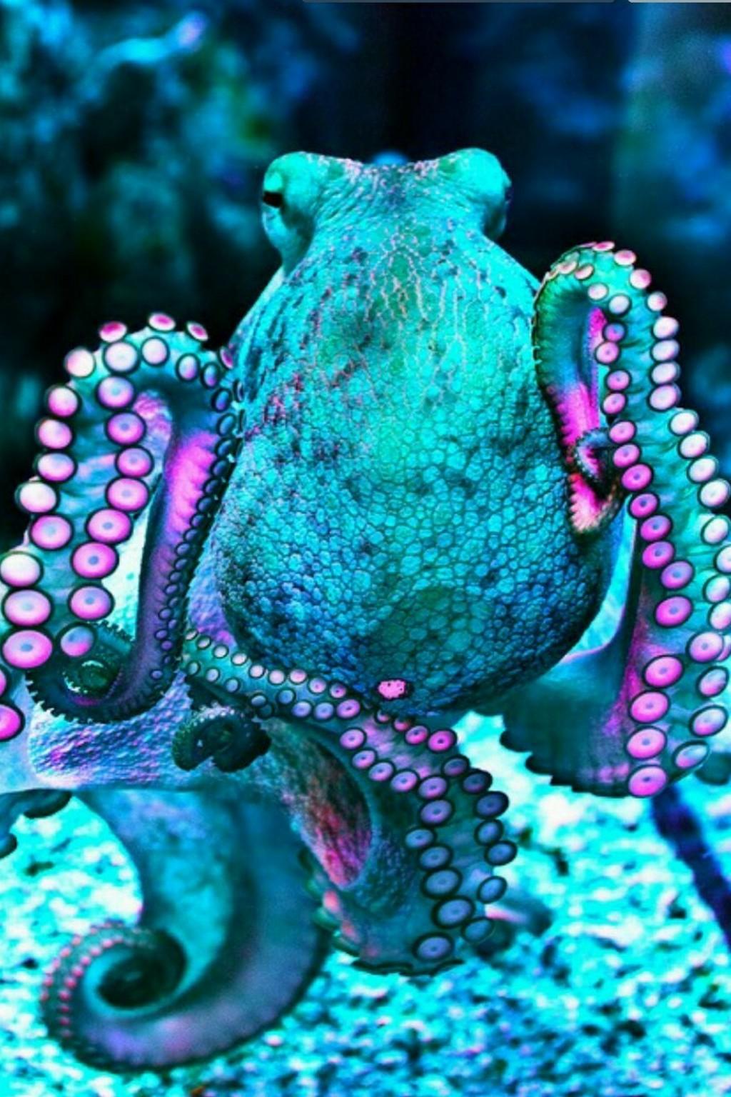 Octopus Wallpapers