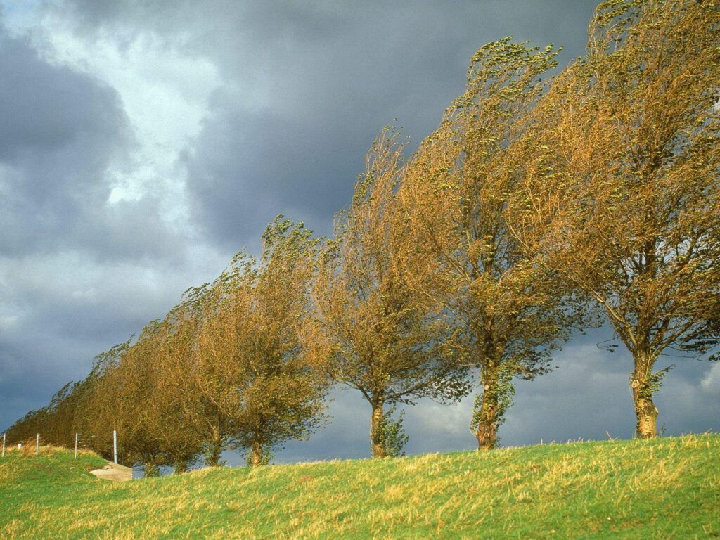 Poplars holland the netherlands Wallpapers