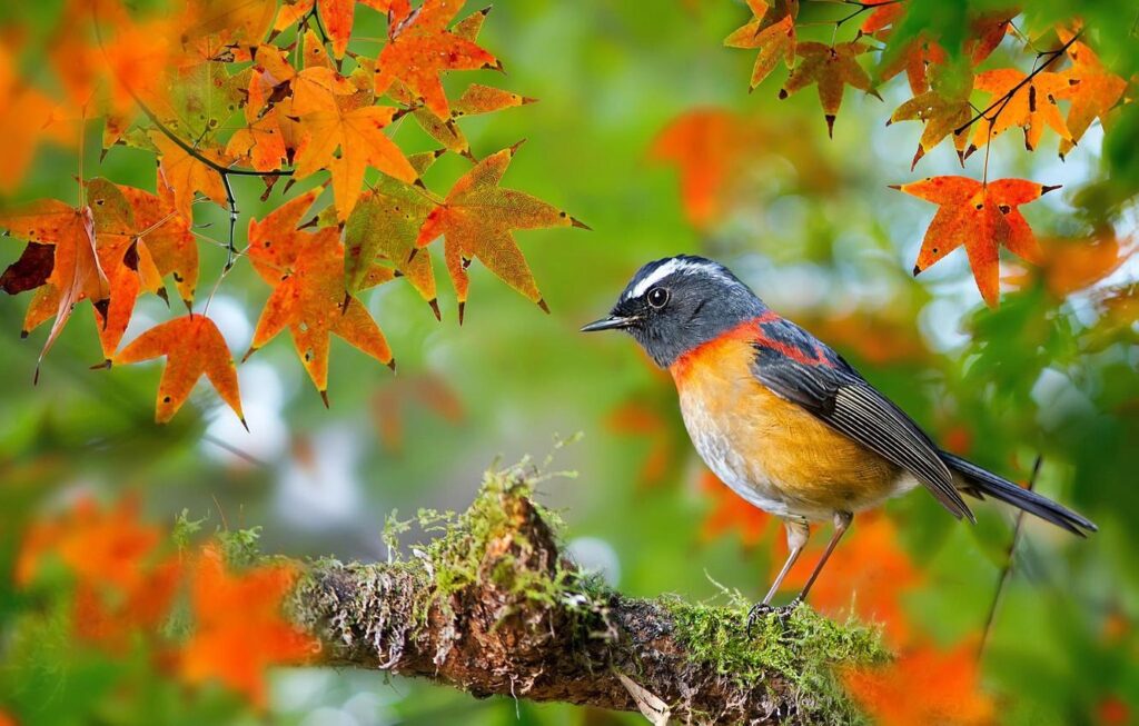 Wallpapers autumn, leaves, macro, bird, moss, branch