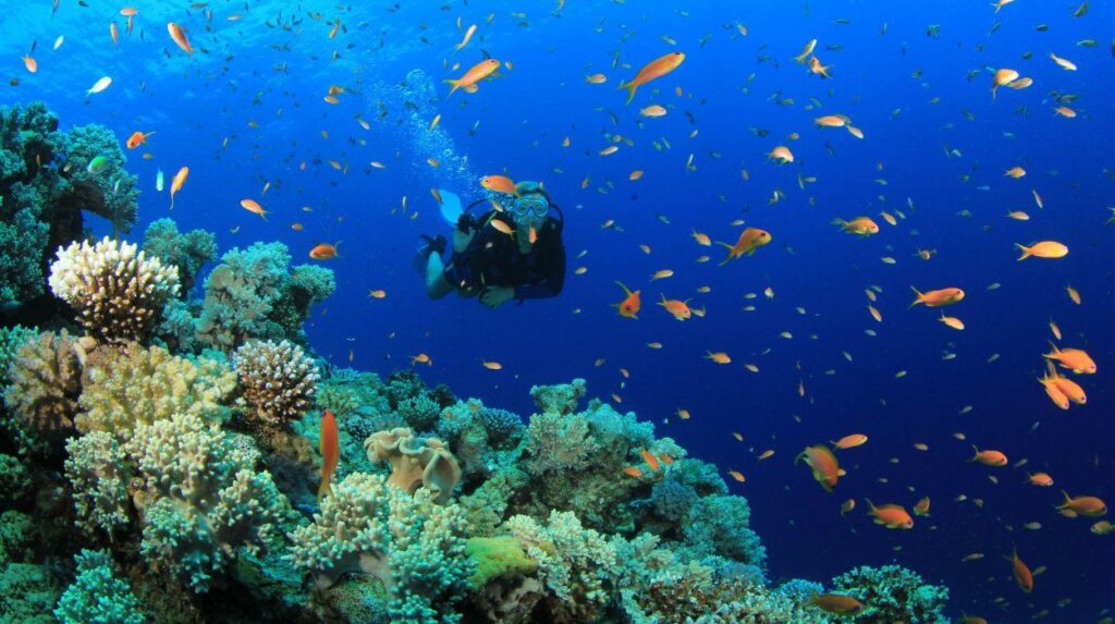 Scuba diving diver ocean sea underwater fish wallpapers