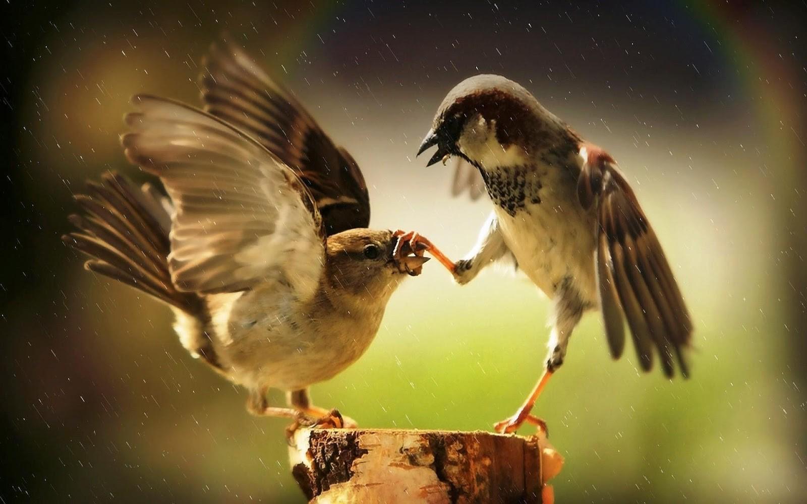 Two Fighting Sparrow in Rain