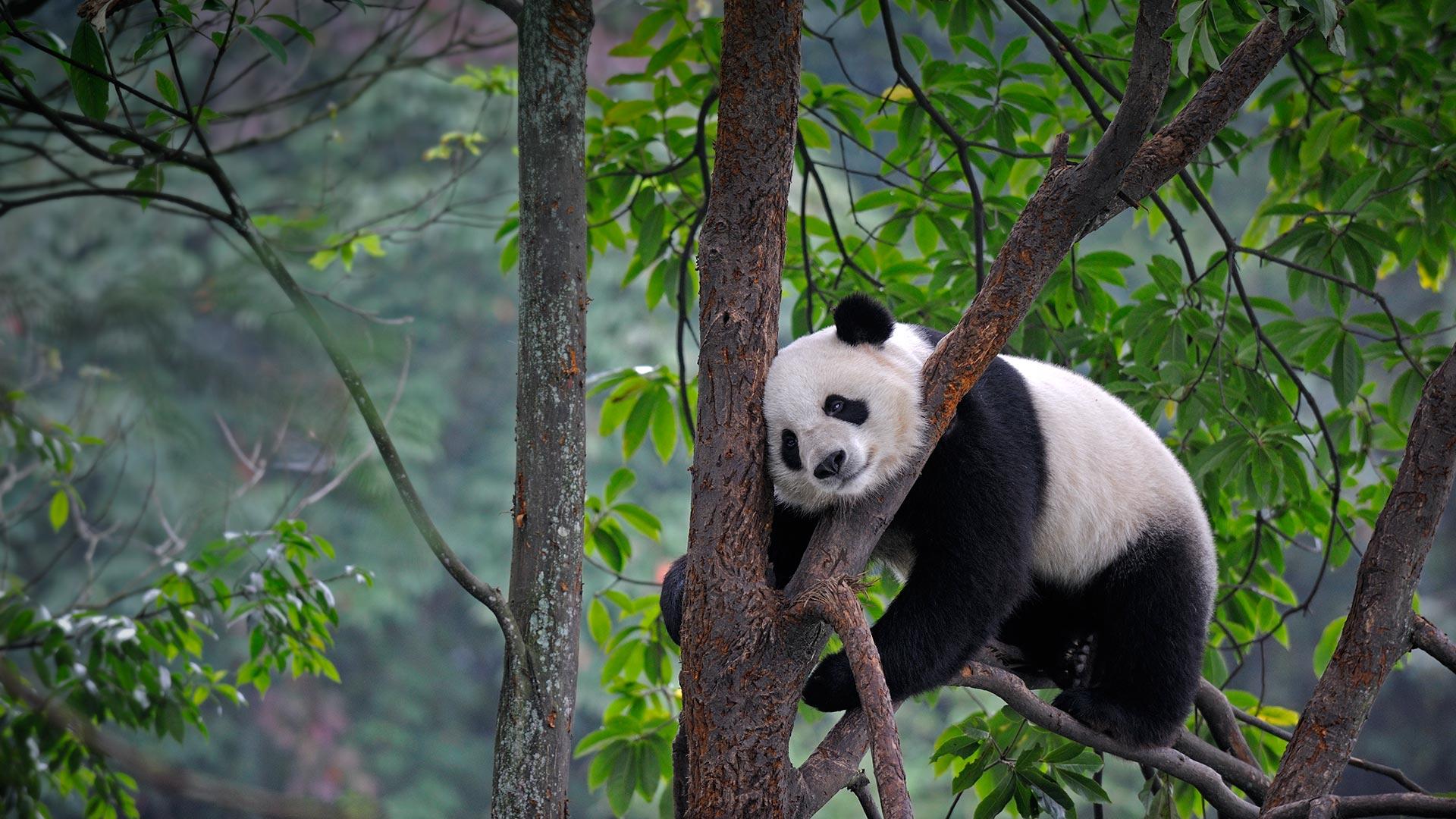 Lazy Panda Video – Bing Wallpapers Download