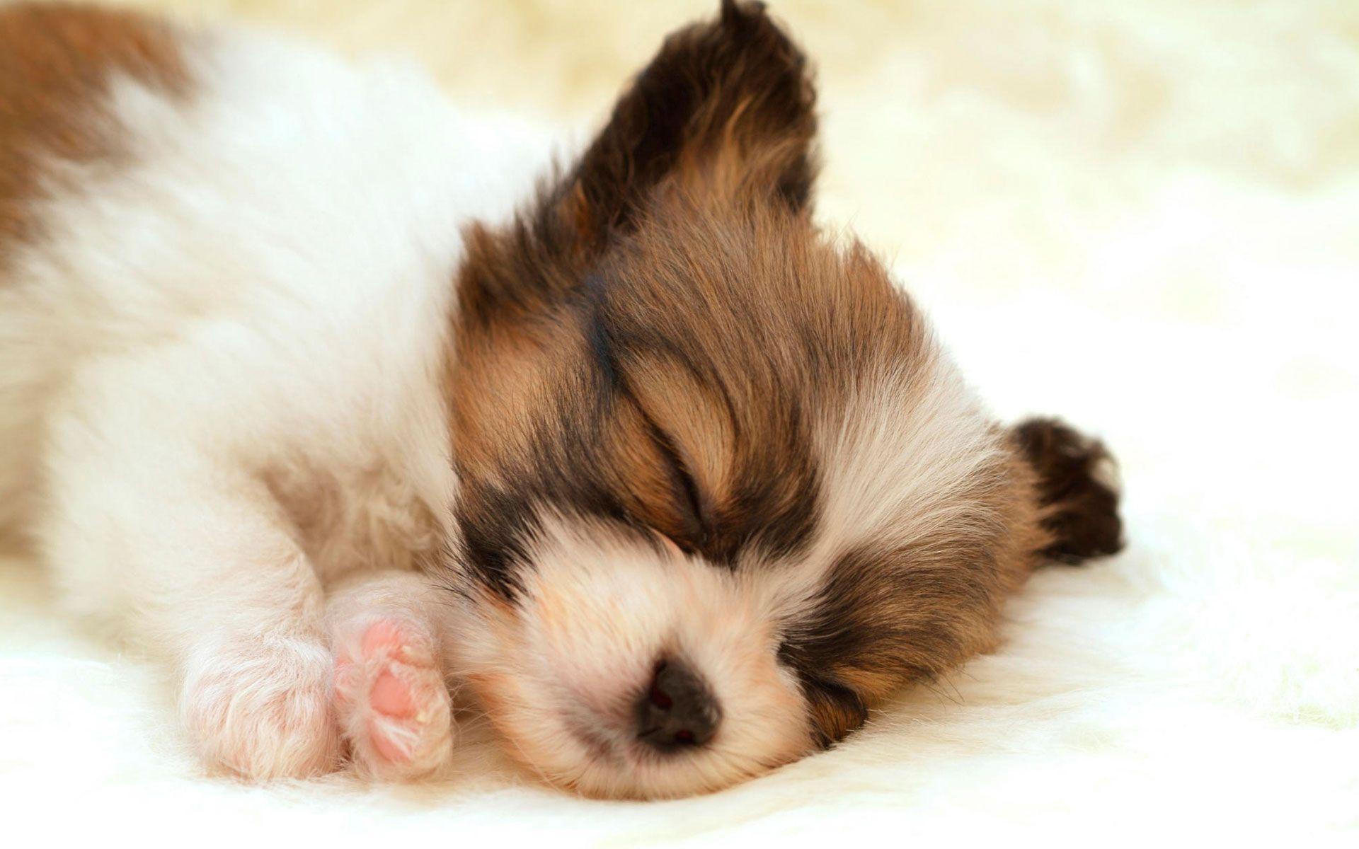 HD Puppy Wallpapers