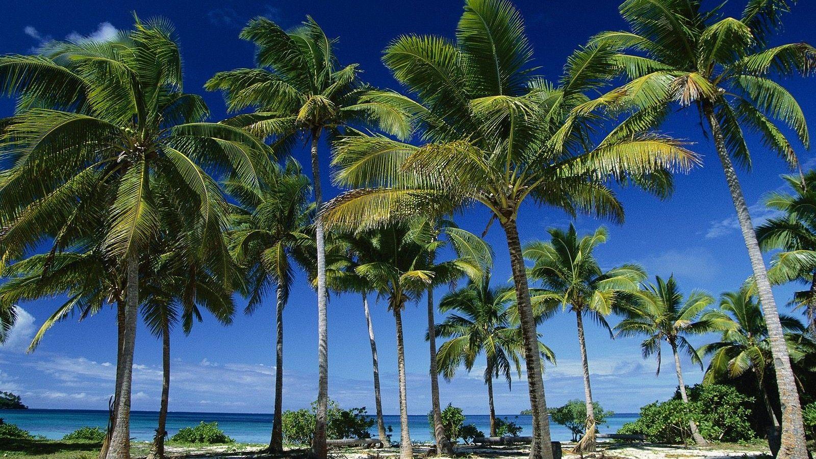 Tonga Tag wallpapers Tonga Coconut Summer Taunga Palms Island