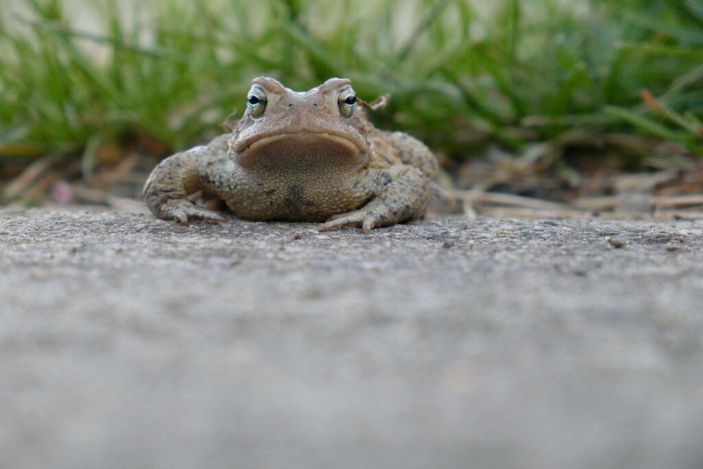 frog, toad 4k wallpapers and backgrounds