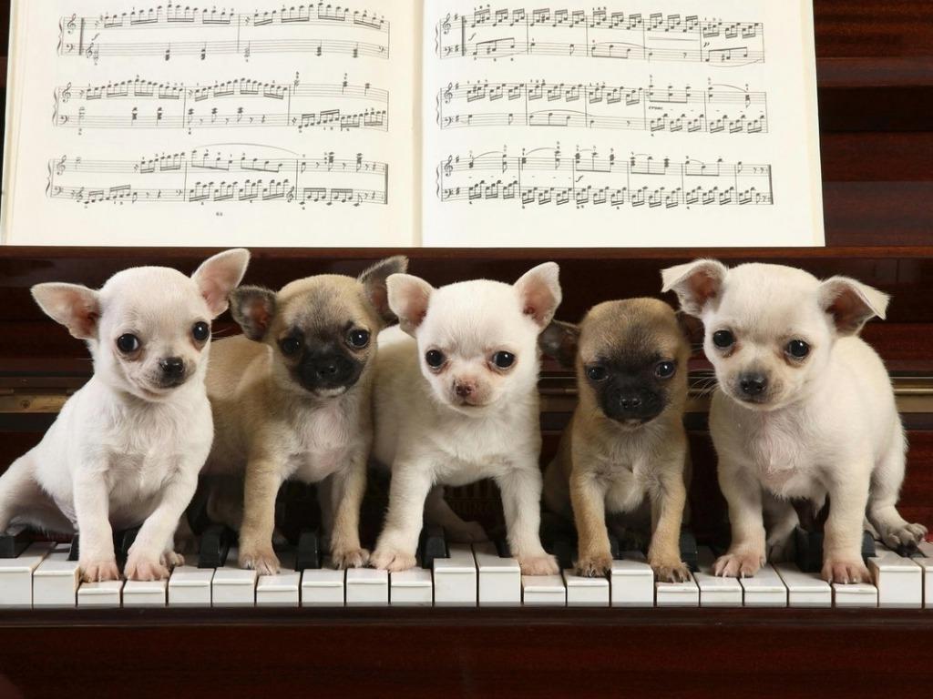 Teddybear Wallpaper Chihuahua wallpapers 2K wallpapers and backgrounds