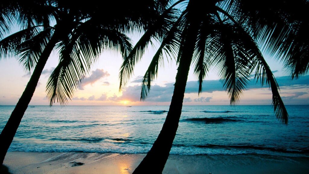 Ocean sunset palm trees Wallpapers