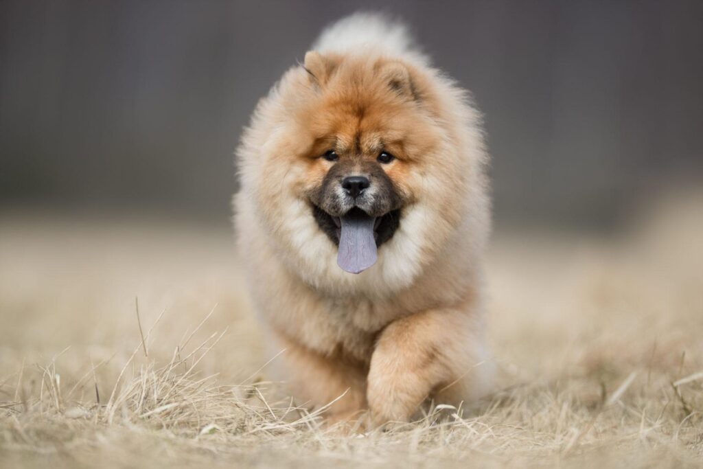 My Chow Chow 2K Wallpapers New Tab Theme