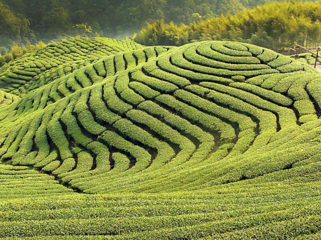 Tea gardens of Assam