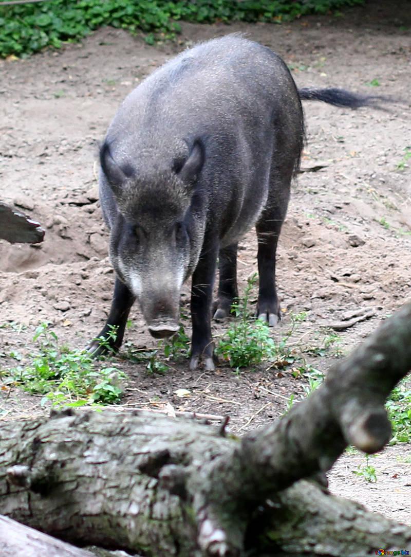 Year of the pig peccary winter №