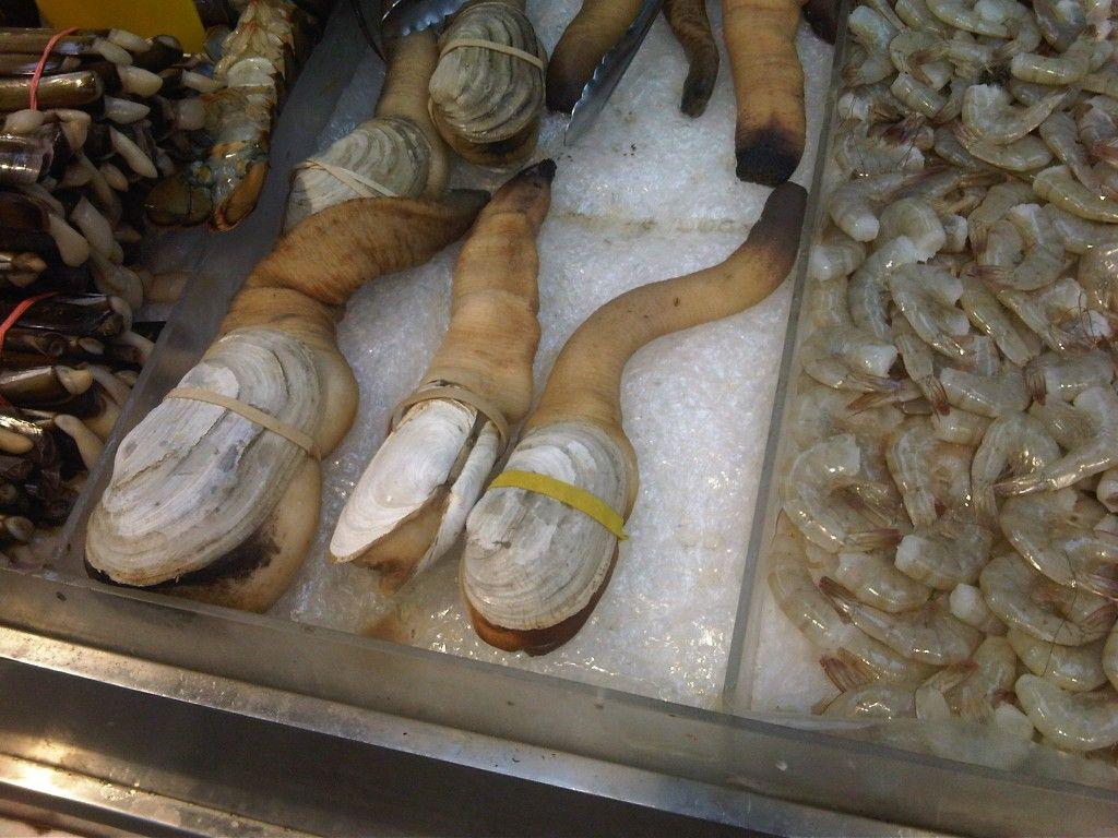 Geoduck clams