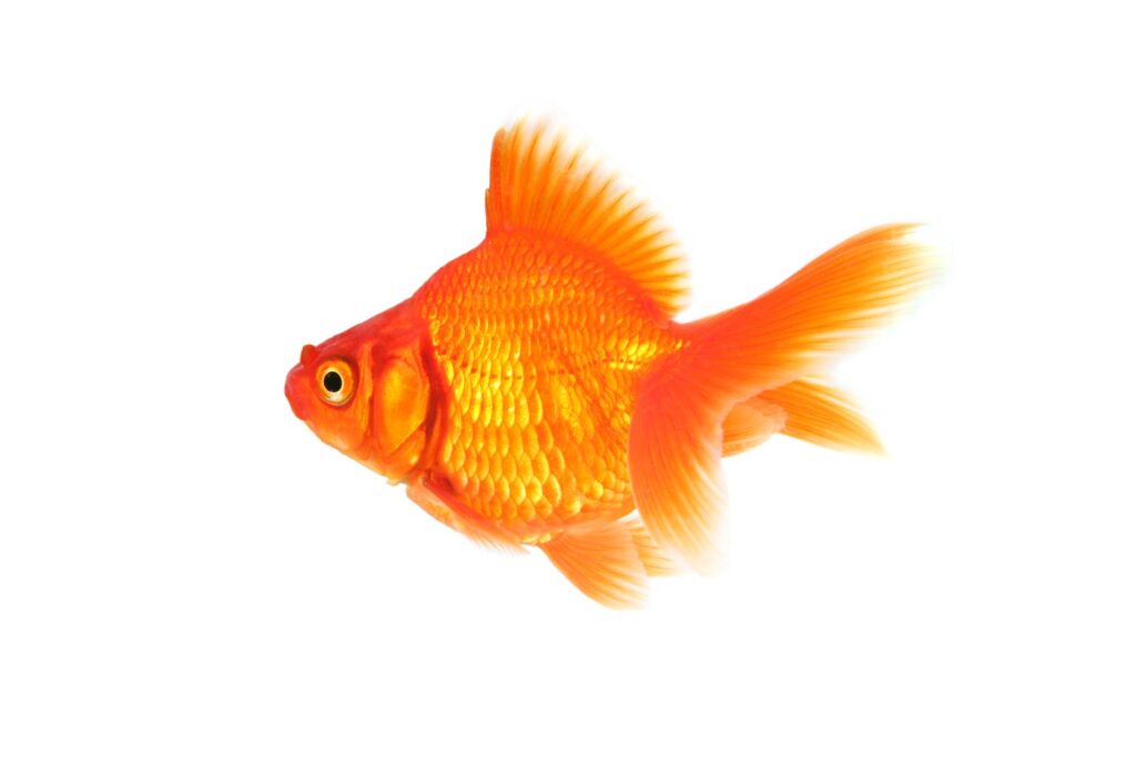 Free Goldfish Wallpapers download