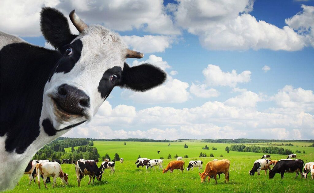 Animal Cow wallpapers