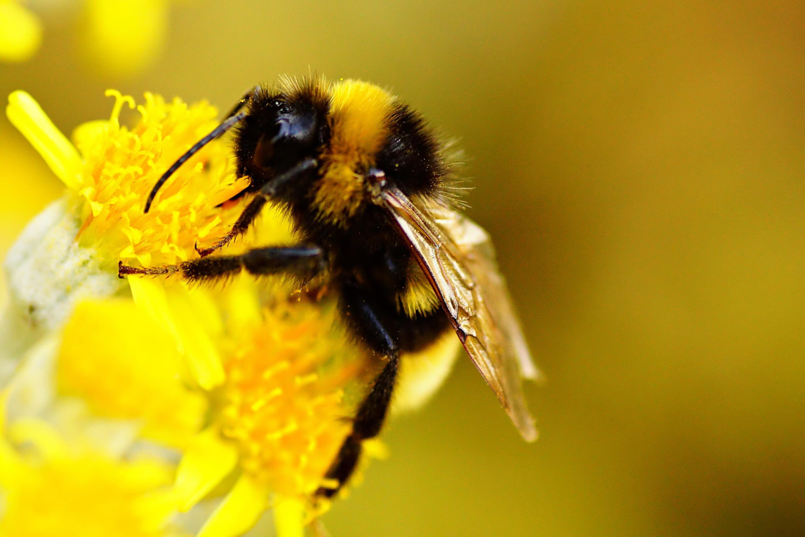 Macro shot photography of bee on yellow flower, bumblebee HD