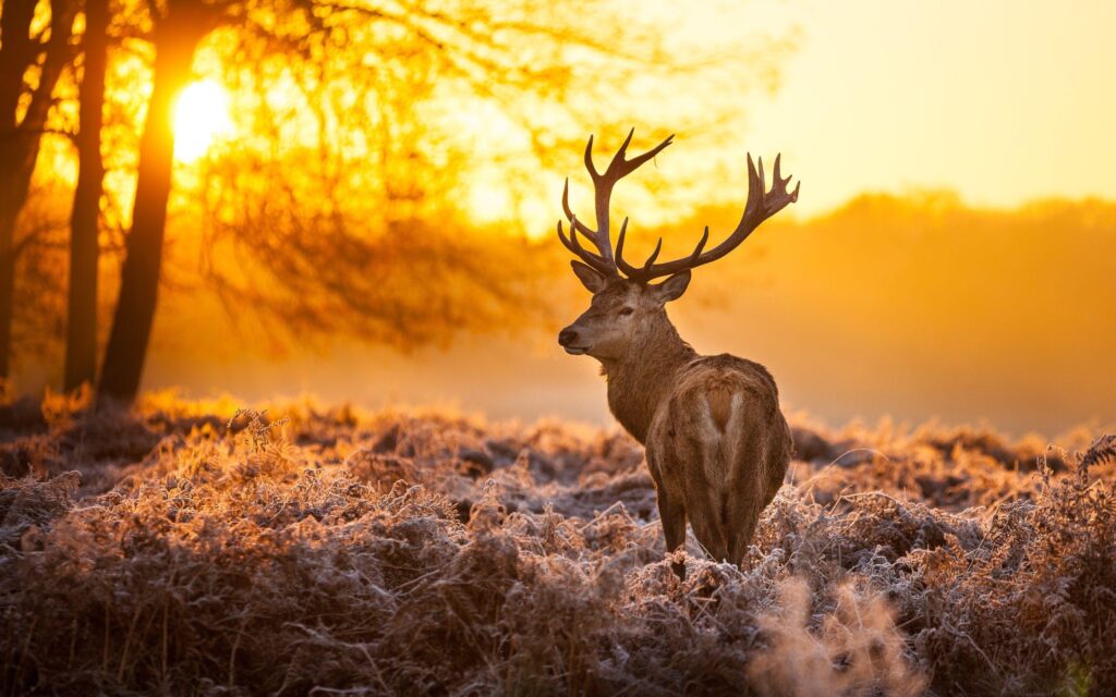 Free Deer Backgrounds