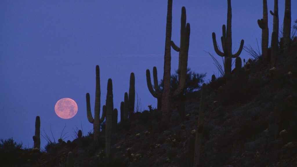 Full Moon Saguaro National Monument, Arizona widescreen wallpapers