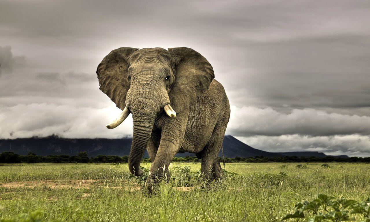 African elephant wallpapers