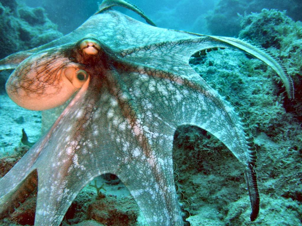 Octopus wallpapers