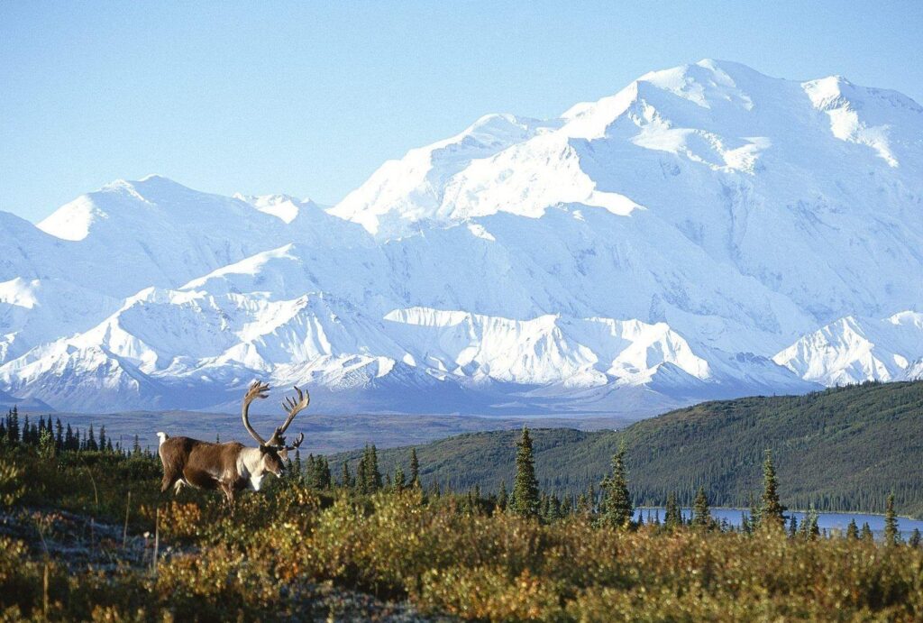 Denali Tag wallpapers Denali Mt McKinley Photography National