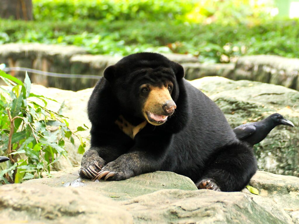 Wallpaper Bears Malayan sun bears Glance Animals