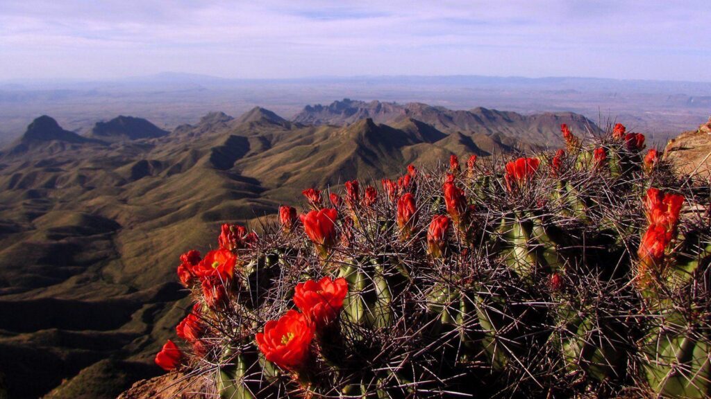 Big Bend National Park Pictures View Photos & Wallpaper of Big Bend