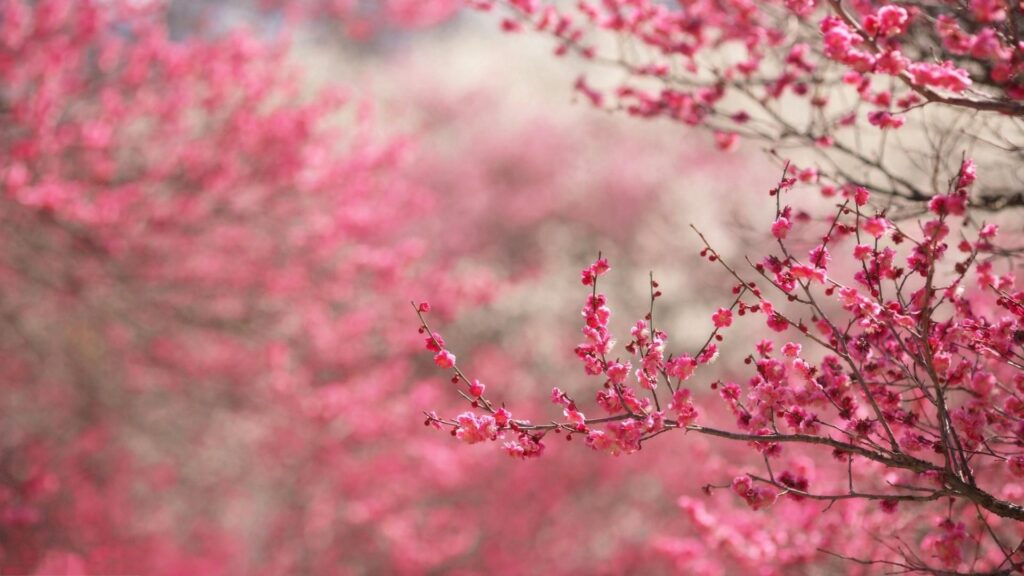 Cherry blossom widescreen 2K wallpapers