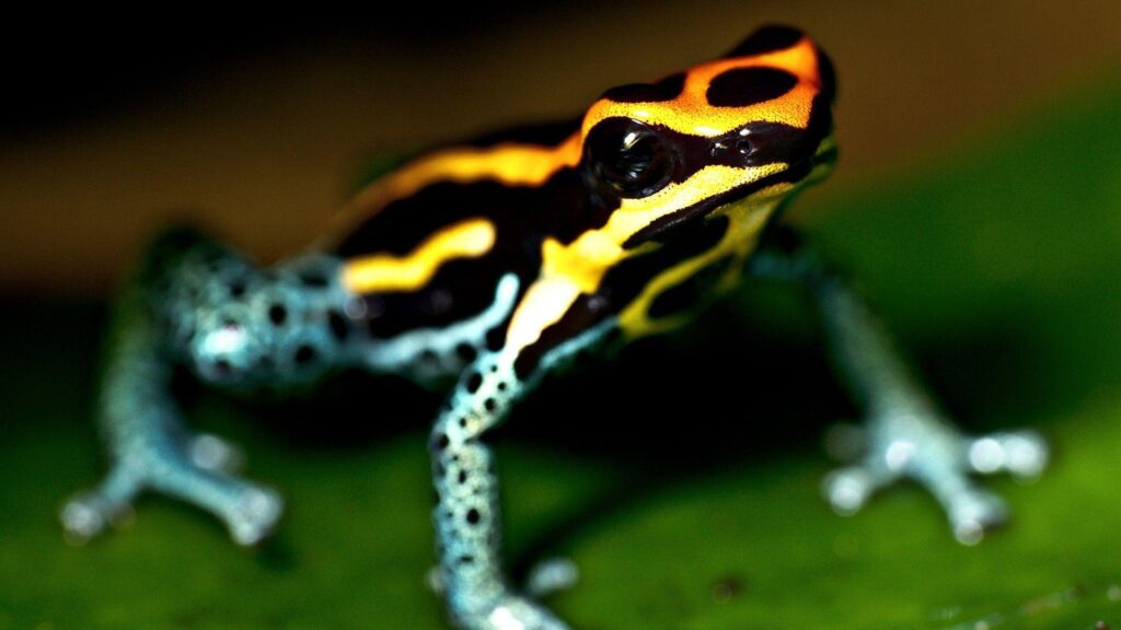 yellow blue poison amphibian frog wide hd wallpapers