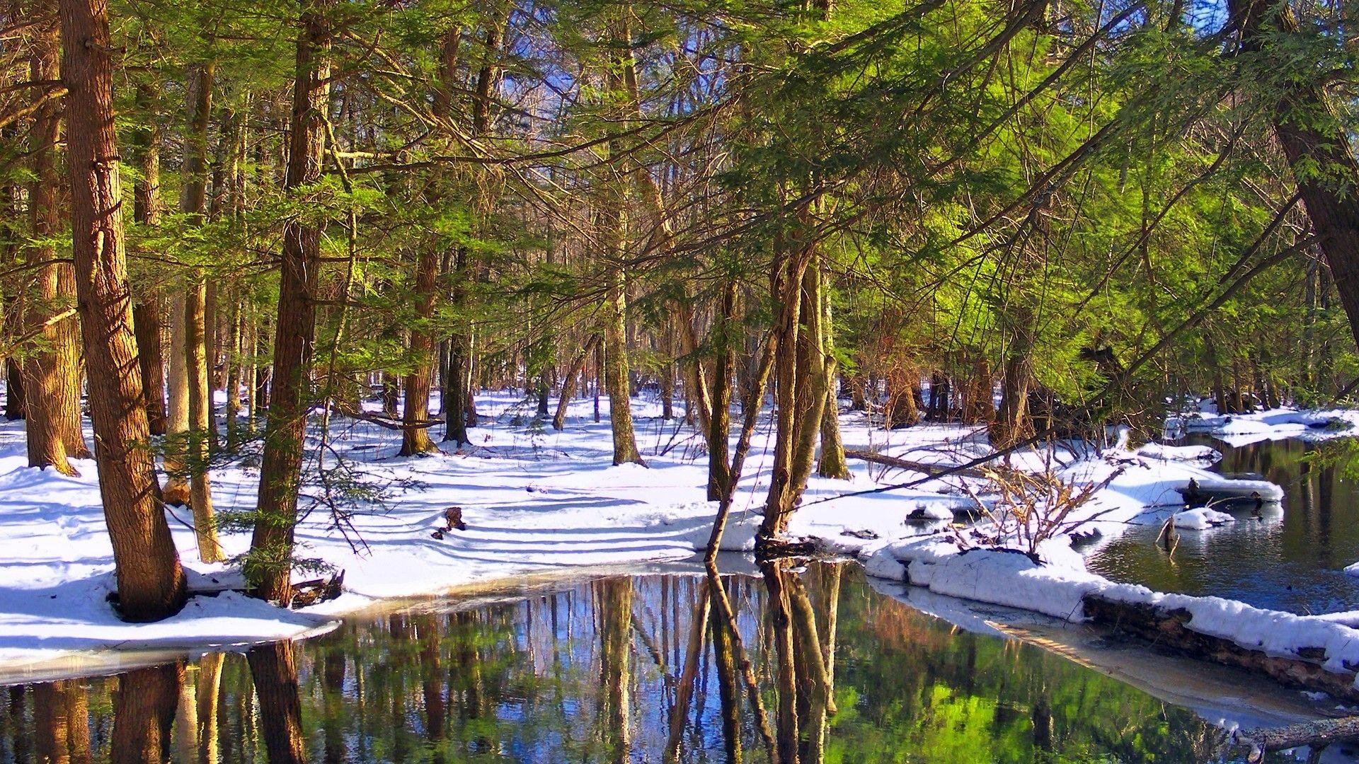 Forests Snow State Nature Forest Lagoons Winter Delaware