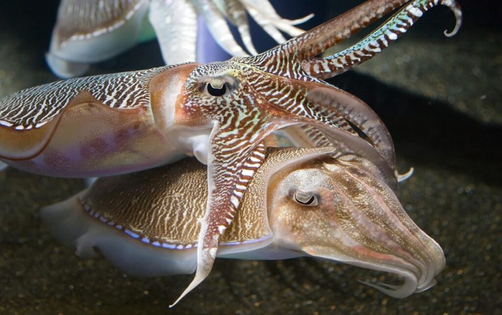 Cuttlefish wallpapers