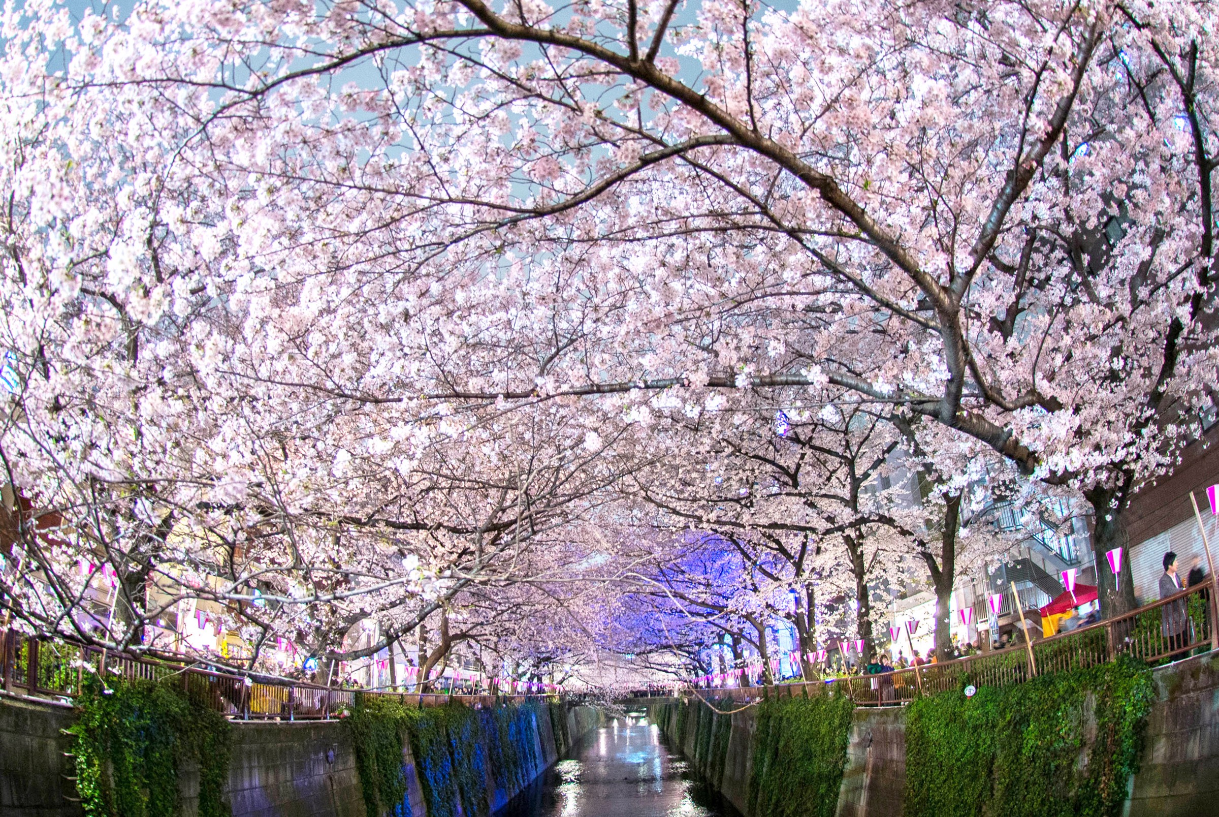 Japan’s Cherry Blossom Wallpapers – Barrett Ishida – Medium