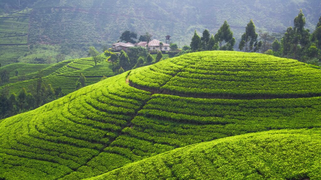 Wallpapers Tea plantation, k, k wallpaper, Hills, trees, green