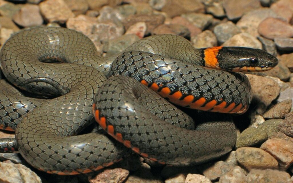 Python Snake Wallpapers Anaconda Wallpapers – Kargo