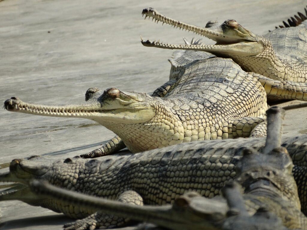 Gharials and mugger crocodiles coexist by separating