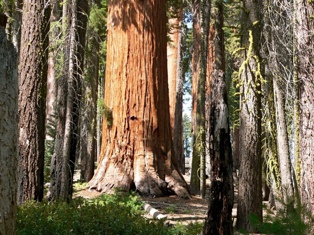 Sequoia national park California Nature Forests