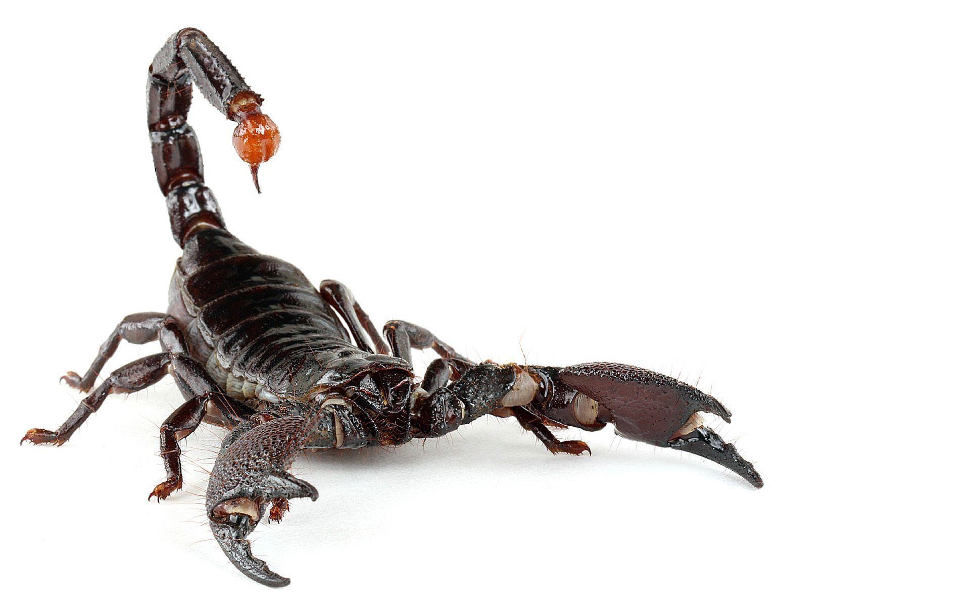 Scorpion HD Image