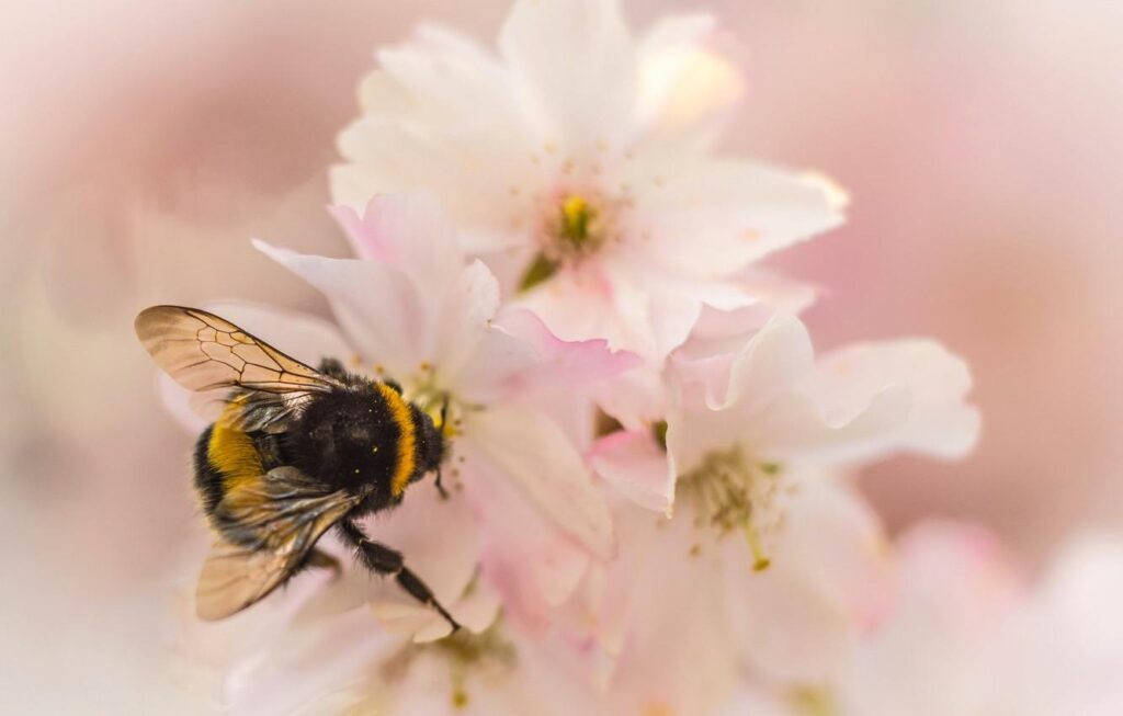 Wallpapers flower, nature, petals, garden, insect, bumblebee