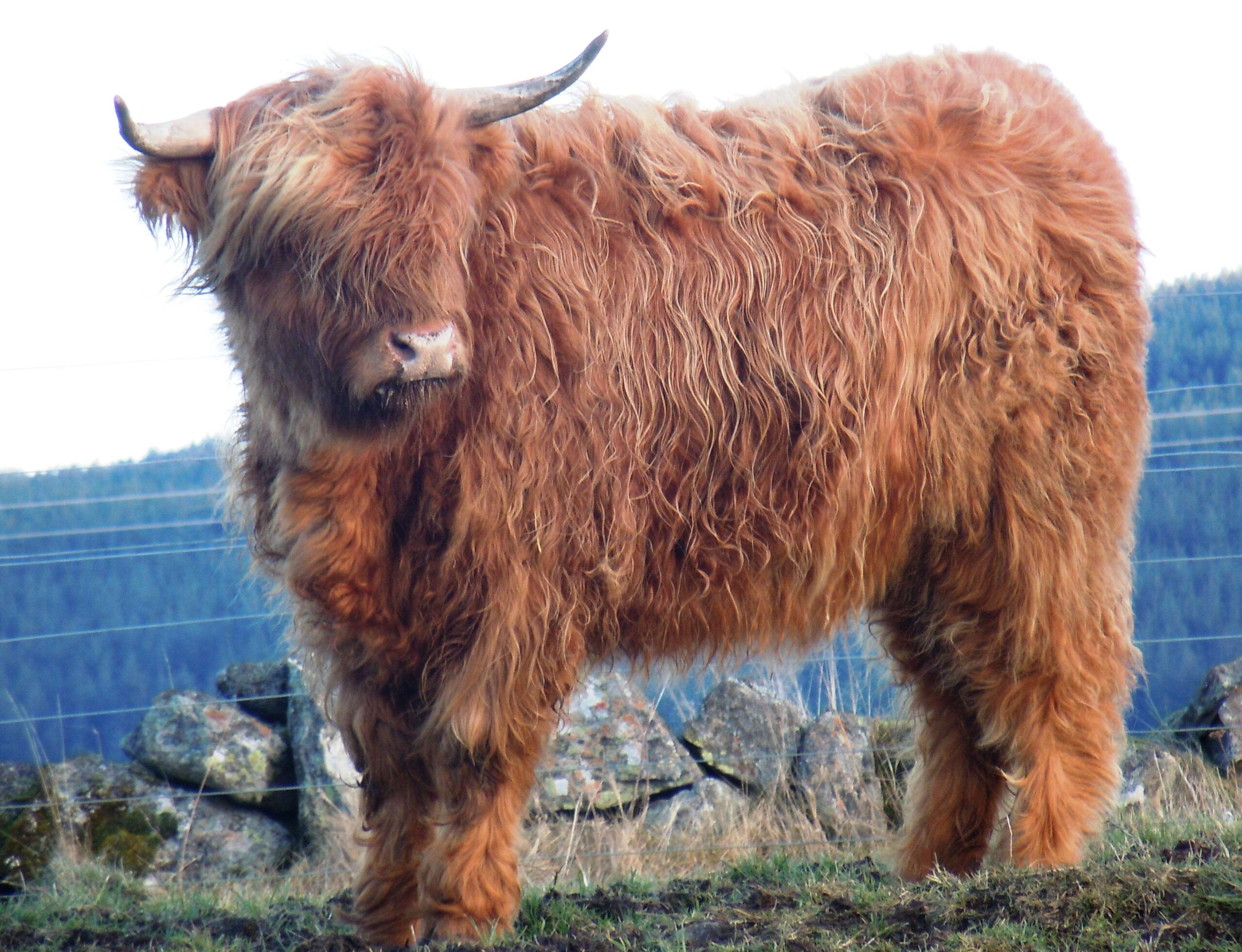 Highland cattle wallpapers and backgrounds